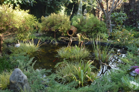 In the pond in the Parkの写真素材