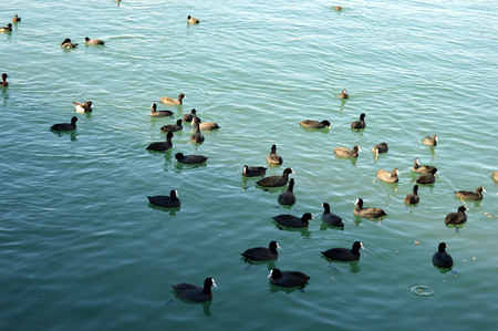 5. In the Bay of the sea of ??people feeding the ducksの写真素材