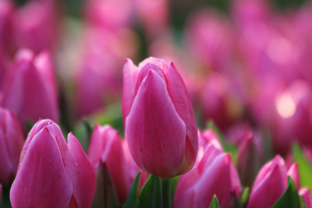 Beautiful pink tulips in garden   の写真素材