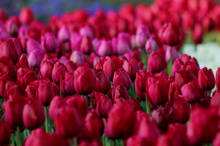 Beautiful red tulips in garden   