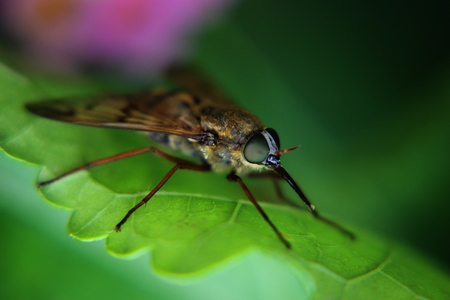 Wasp    