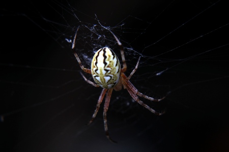 In the spider web    の写真素材