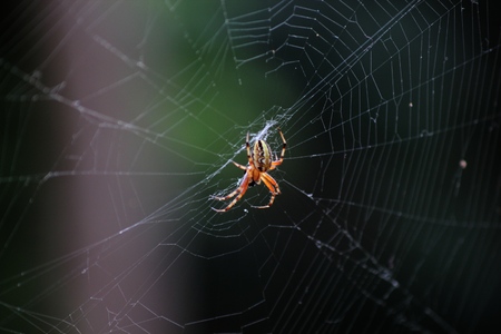 In the spider web    の写真素材