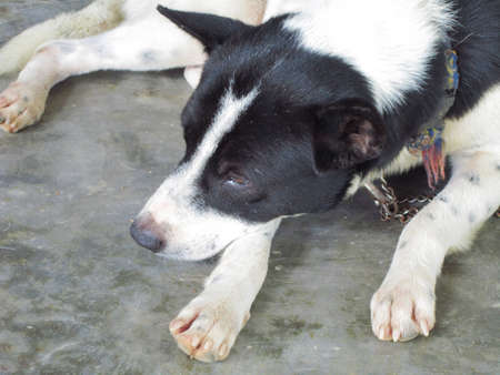 Sleeping Dog on The Floor                                 