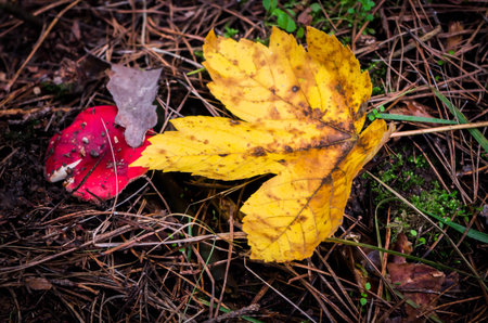 Mushroom leaf