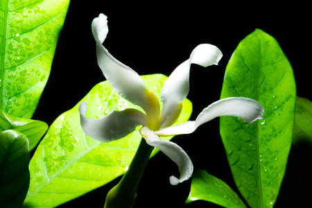 White flower on black backgroundの写真素材
