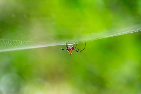 Spider on the spider web.の写真素材