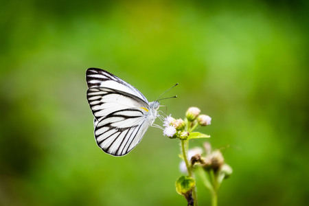 Butterfly on the flower.の写真素材