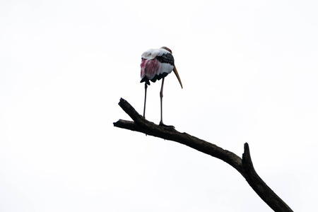 The bird is standing on a branch on a white background.