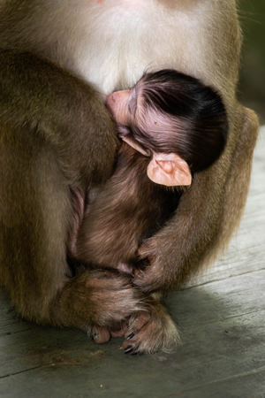 Baby Monkey Breastfeeding Monkeyの写真素材