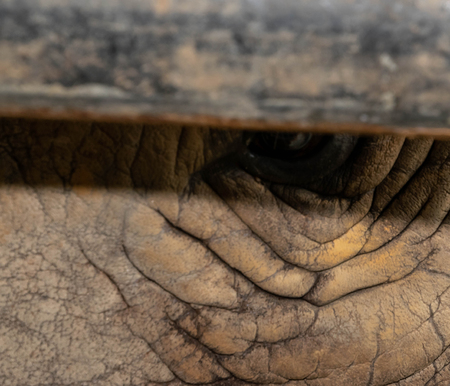 Close up of rhino eye and skin.の写真素材