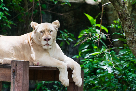 The lions are resting on a wooden platform.