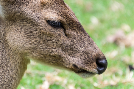 Close up of deer heaad.の写真素材