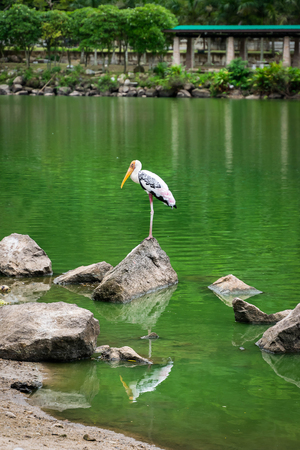 The white Painted Stork standing on the stone at the lake in the zoo.の写真素材