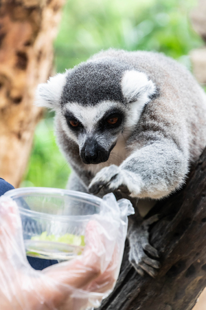 Close up portrait of Ring-Tailed Lemur are reaching for food in the open zoo.の写真素材