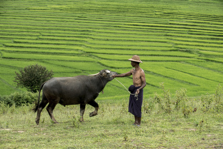 Buffalo and owner.のeditorial素材