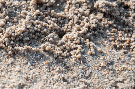 Small crab on the beachの写真素材
