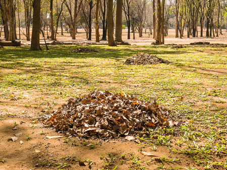 Heap of dead leaf, taken from Muang Sing Historical Parkの写真素材