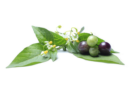 Deadly nightshade,(eggplant) A weed found in the wilderness,Birdwing fruit The nature of the fruit...