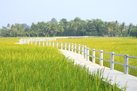 Yellow rice and bridge.の写真素材