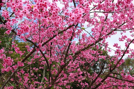 pink flower in thailandの写真素材