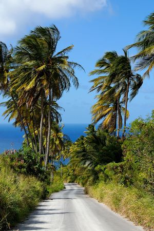 Road leading to the sea through palm treesの写真素材