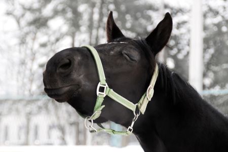 Portrait of a black horse sending out a kissの写真素材