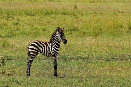  zebra standing alone in middle of green fieldの写真素材
