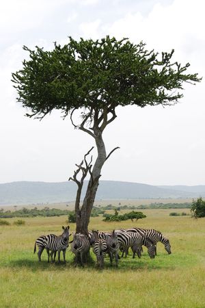 Herd of zebras hiding from the sunの写真素材