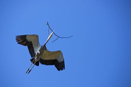 Flying stork carrying a branch for new nestの写真素材
