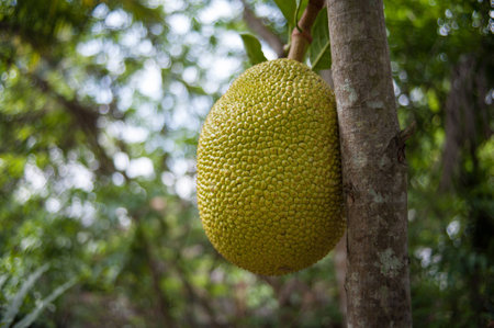 Jack-fruit, Tropical fruit at Bentre province, MeKong delta, Vietnam, SouthEast Asia