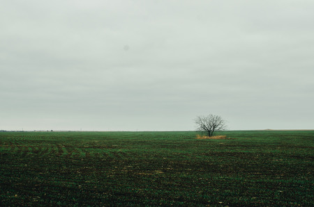 a single tree stands among the green fields of the Crimea