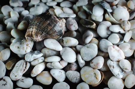 on a black background, pebbles and sea shells Studio lightの写真素材