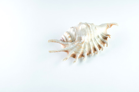 Sea shell on a white background, is a Studio nautical objectsの写真素材