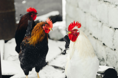 Roosters in the village with chickens in your environment,symbol of the year 2017の写真素材