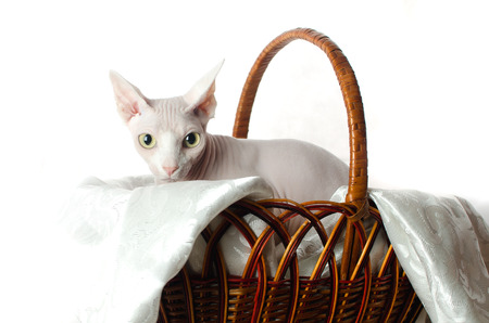 Sphinx cat sitting in basket on white background, girl