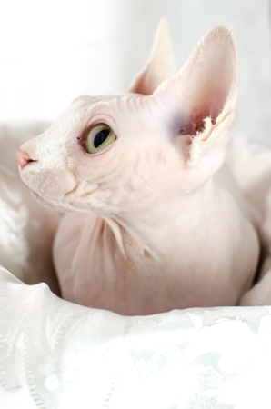 Sphinx cat sitting in basket on white background, girlの写真素材
