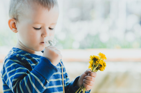 the child holds in his hand a pinch of yellow dandelions and smelling dandelion whiteの写真素材