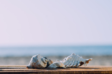 Sea shell on wooden surface at the background of the beach and the seaの写真素材