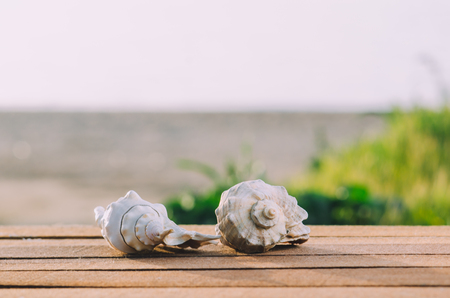 Sea shell on wooden surface at the background of the beach and the sea
