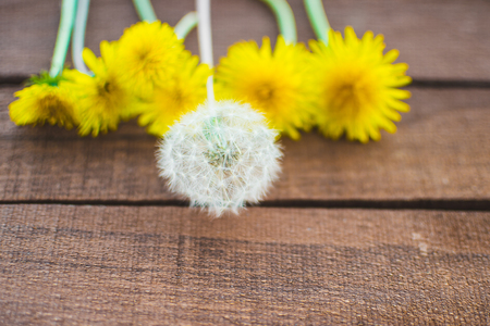 Single-minded dandelion bloomed early and took the lead inの写真素材