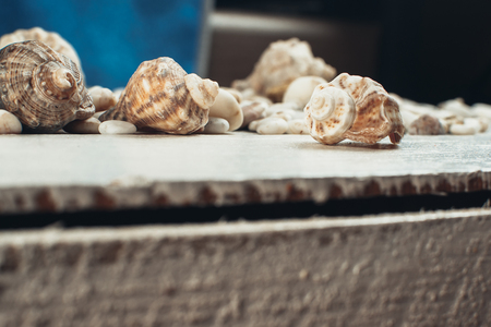 Beautiful shells on the white surface, the hint of holidays and vacationsの写真素材