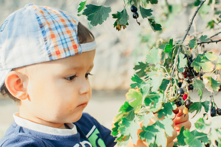 The little boy in the garden, gathers currants, summer capの写真素材