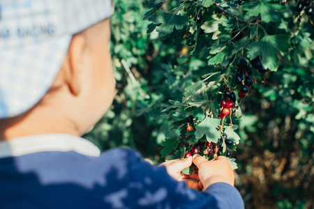 The little boy in the garden, gathers currants, summer capの写真素材