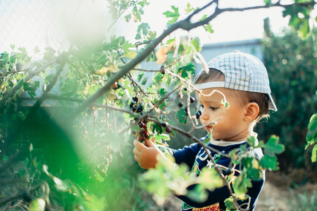 The little boy in the garden, gathers currants, summer capの写真素材
