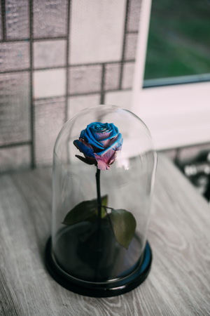 live rose in a blue glass flask, stabilizedの写真素材