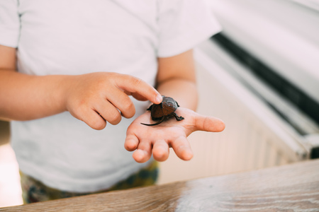 Little boy holding a turtle, hands close-up