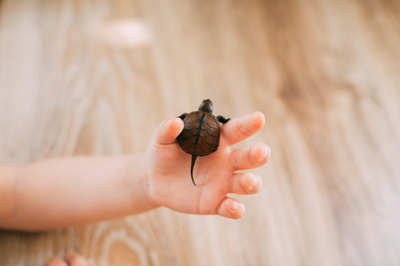 Little boy holding a turtle, hands close-upの写真素材