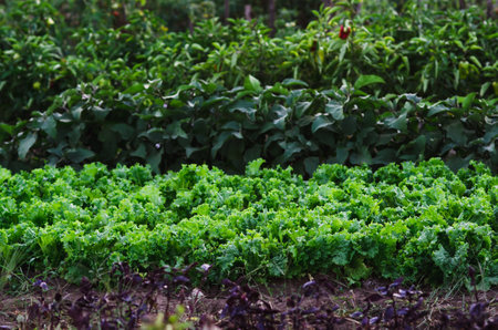 Grass in the gardenの写真素材