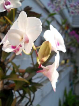 Thai Orchidの写真素材